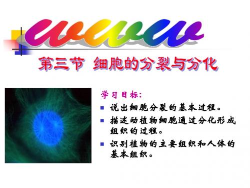 2019教育苏教版初中生物七上第2单元第三章第三节《细胞的分裂与分化》课件共28张PPT数学