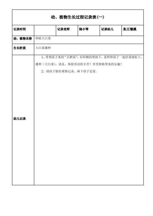 白菜观察记录