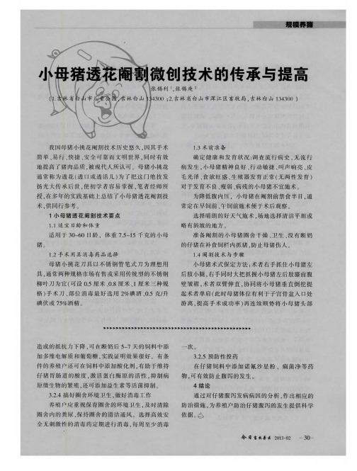 小母猪透花阉割微创技术的传承与提高