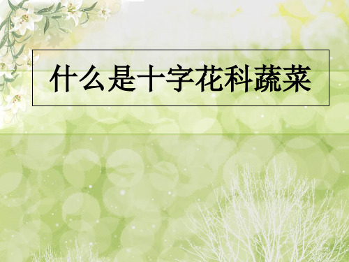 什么是十字花科图片ppt课件