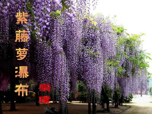 16课《紫藤萝瀑布》ppt课件