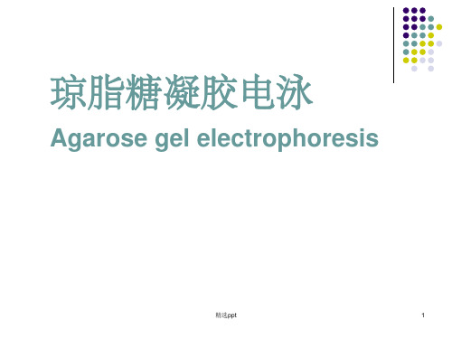 琼脂糖凝胶电泳详细过程与步骤ppt课件