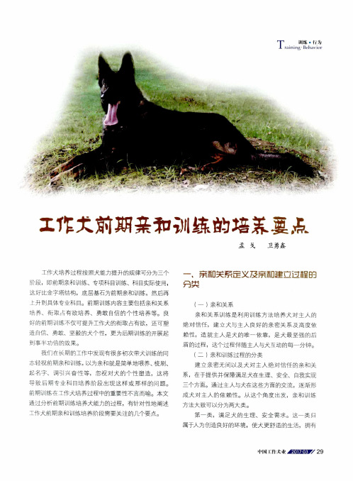 工作犬前期亲和训练的培养要点