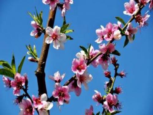 生物人教版七年级上册开花和结果——花的结构、传粉和受精