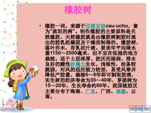 橡胶树与橡树
