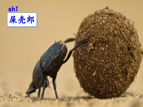 人教版部编版一年级语文下册11 我是一只小虫子