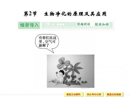 高二生物人教版选修2课件：4-2 生物净化的原理及其应用