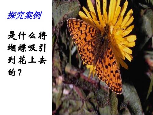 七年级科学蝴蝶