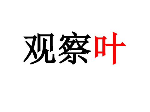 一年级上册科学课件1.3观察叶 ｜教科版 (共29张PPT)