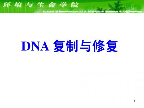大连理工大学生物化学课件--DNA复制与修复