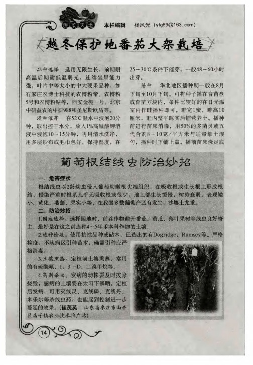 越冬保护地番茄大架栽培