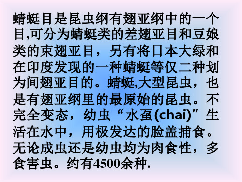 蜻蜓目教学课件