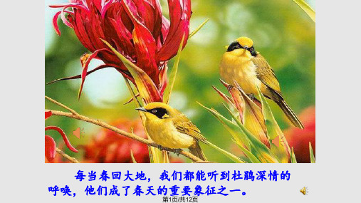 唱歌爱唱歌的小杜鹃PPT课件