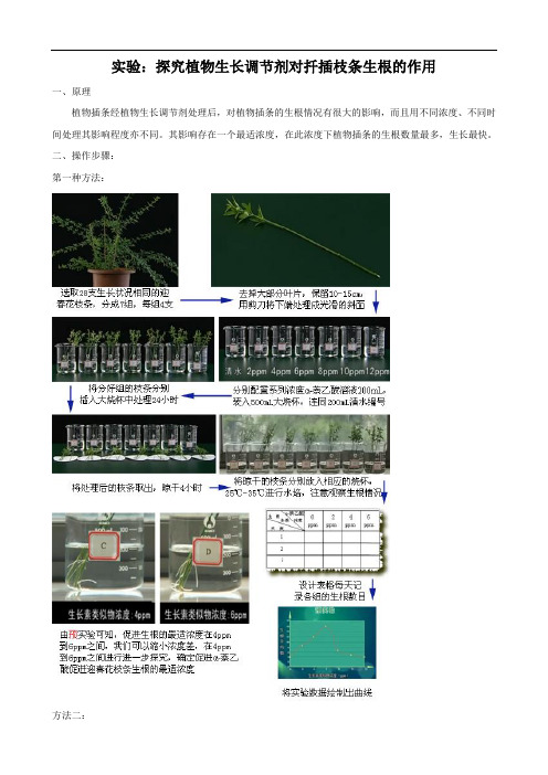 实验：探究植物生长调节剂对扦插枝条生根的作用