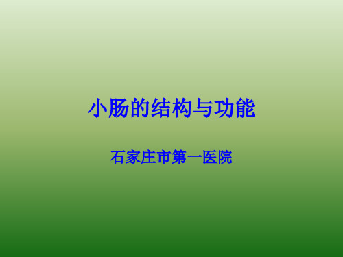 小肠结构