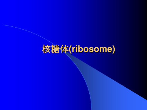 核糖体