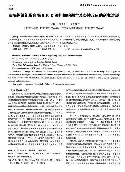 溶酶体组织蛋白酶B和D调控细胞凋亡及炎性反应的研究进展