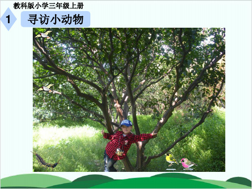 教科版PPT课件《寻访小动物》上课课件1