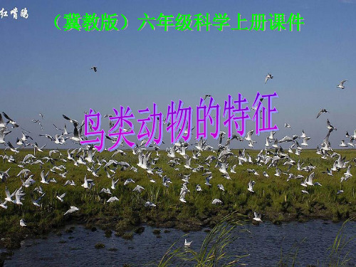改 冀教版小学科学六年级上册《鸟类动物的特征》课件