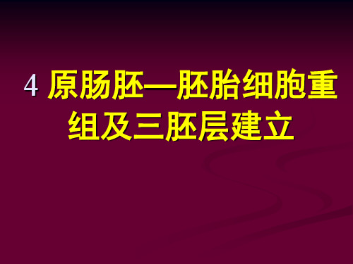 4原肠作用：胚胎细胞的重新组合