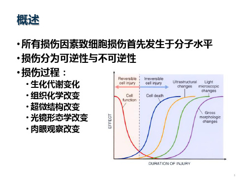 病理2损伤的形式与形态学变化精选文档PPT课件