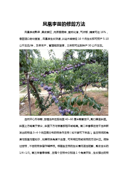 凤凰李苗的修剪方法