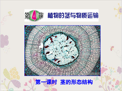 浙教版八级科学下册植物的茎与物质的运输教学ppt