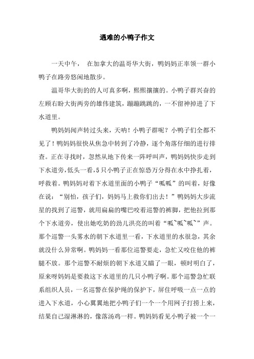 遇难的小鸭子作文