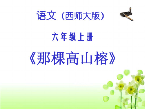 六年级上册语文课件-2.2 那颗高山榕｜西师大版 (共25张PPT)