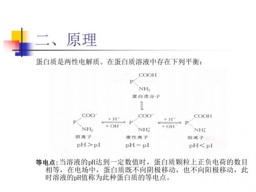 实验一 蛋白质的等电点测定和沉淀反应