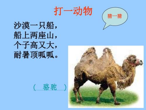 骆驼和羊课件