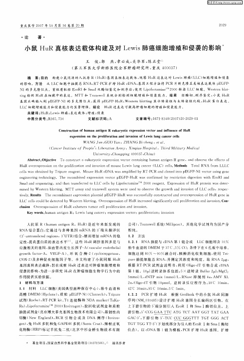 小鼠HuR真核表达载体构建及对Lewis肺癌细胞增殖和侵袭的影响