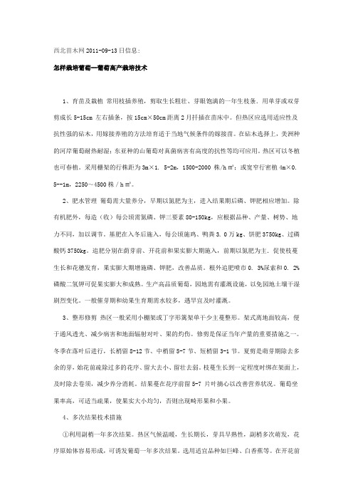 怎样栽培葡萄--葡萄高产栽培技术
