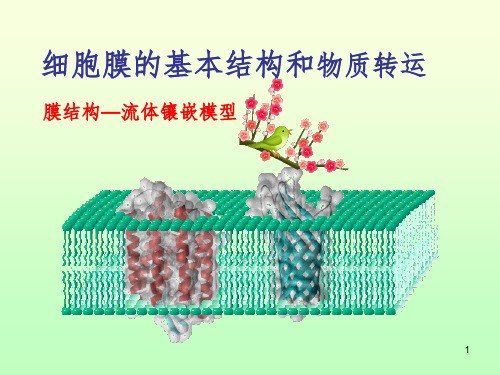 细胞膜与物质的转运PPT课件