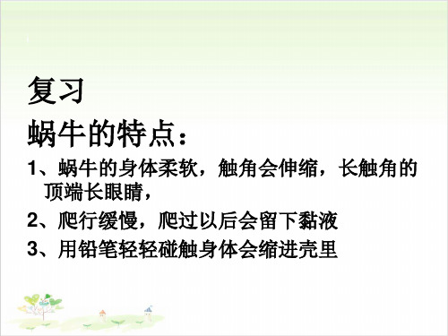 三年级上册科学-蜗牛(二)优秀课件教科版