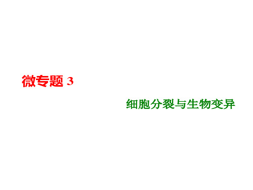 微专题3细胞分裂与生物变异