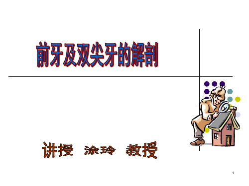 前牙及双尖牙解剖.