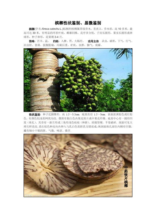 槟榔形状鉴别、显微鉴别