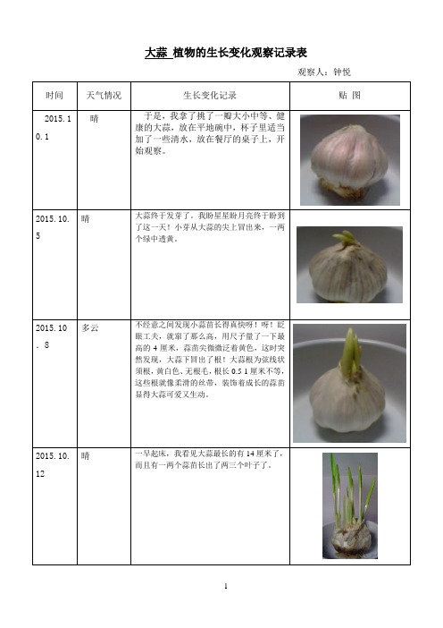 大蒜 植物的生长变化观察记录表