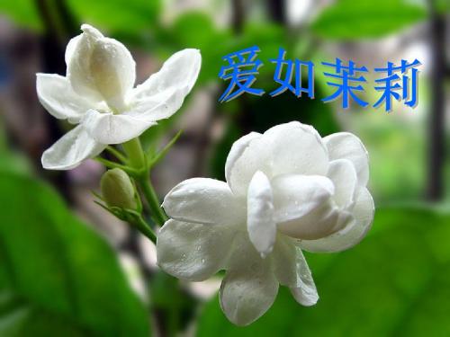 五年级语文下册 16《爱如茉莉》课件10 苏教版