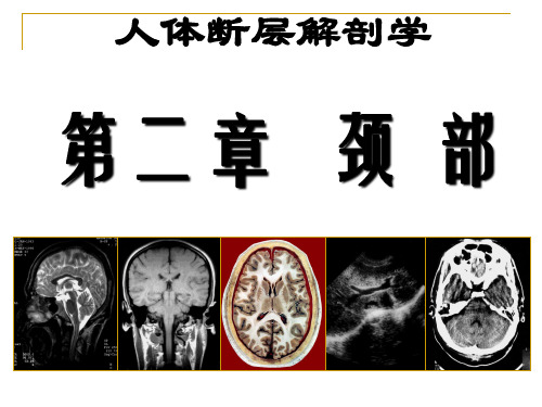 7颈部断层解剖第一节概述最终