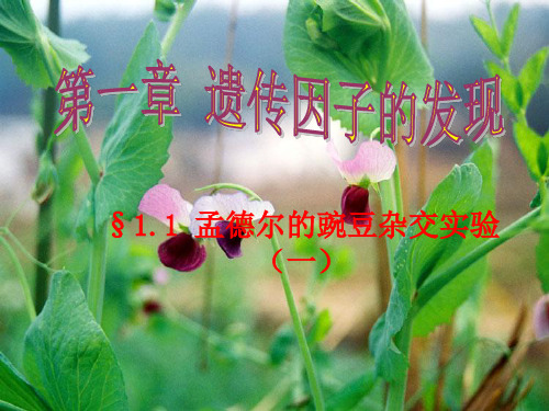 第一章 遗传因子的发现(整章课件)