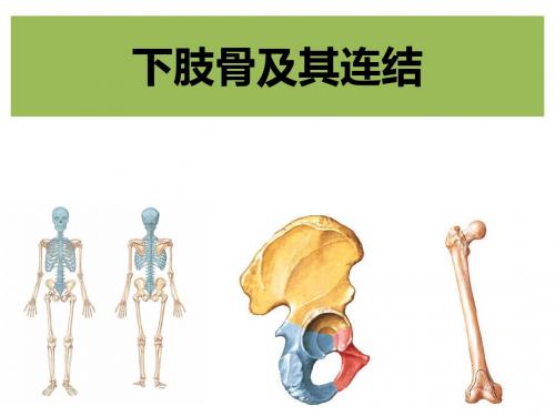 下肢骨及连结课件