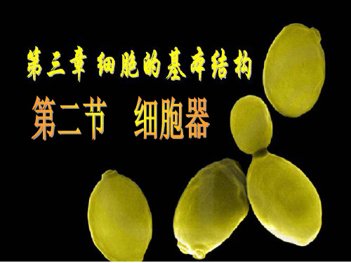 3.2细胞器--系统内的分工合作 第一课时课件