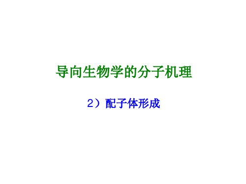第二讲雌雄配子体发育