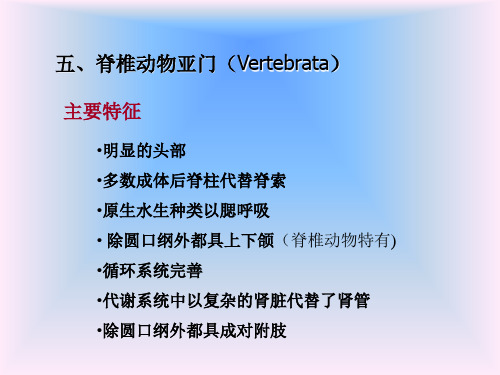 圆口纲ppt课件