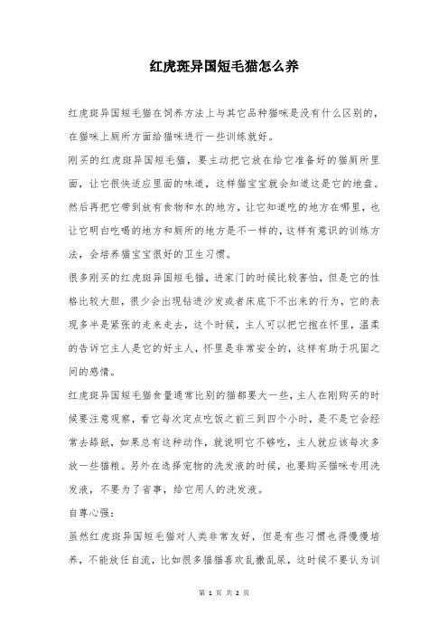 红虎斑异国短毛猫怎么养
