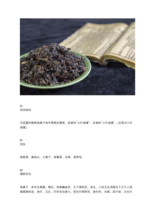 每天学一味中药：海藻
