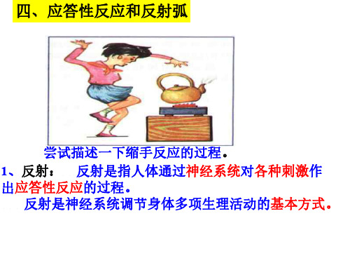 神经调节第三课时--浙教版