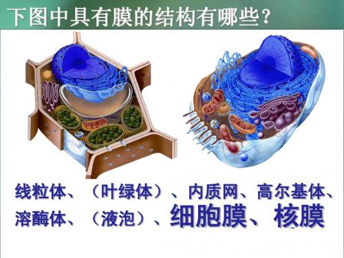 人教版教学课件第四章 细胞的物质输入和输出---生物膜